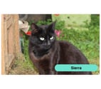Sierra, chatte noire à adopter