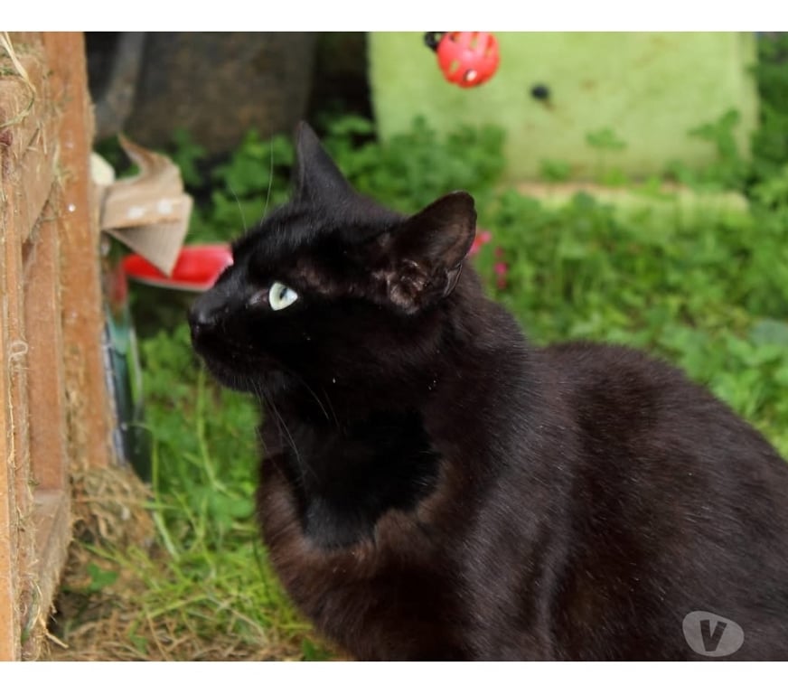 Vente Cher Bessais le Fromental - 18210 - Photos Vivastreet Sierra, chatte noire à adopter