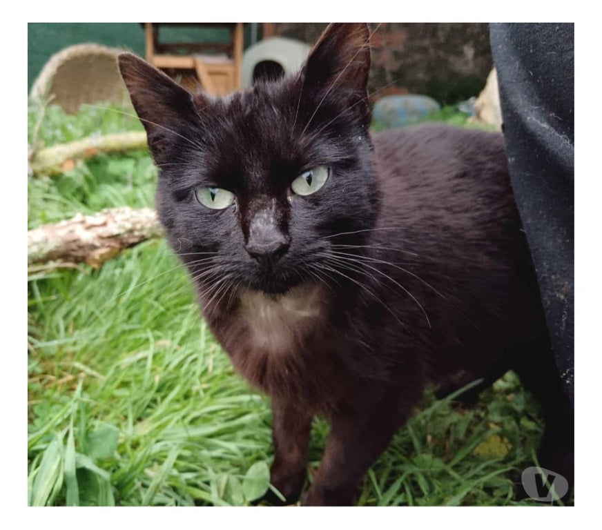 Vente Cher Bessais le Fromental - 18210 - Photos Vivastreet Sierra, chatte noire à adopter
