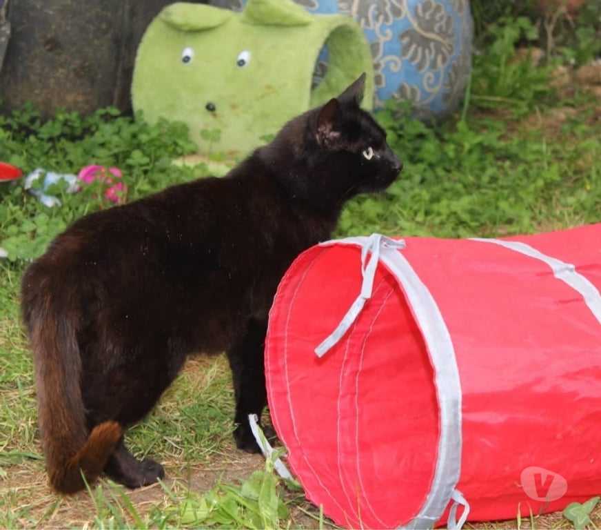 Vente Cher Bessais le Fromental - 18210 - Photos Vivastreet Sierra, chatte noire à adopter