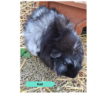 Photos Vivastreet Kad, cochon d'Inde à adopter