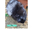 Kad, cochon d'Inde à adopter