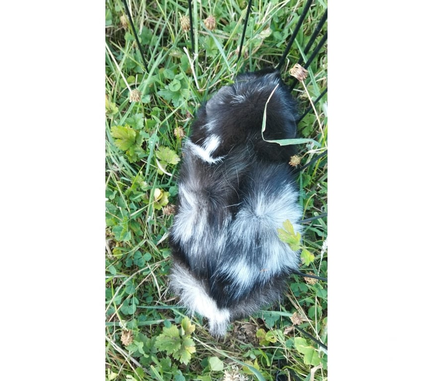 Vente Loire-Atlantique Barbechat - 44450 - Photos Vivastreet Kad, cochon d'Inde à adopter