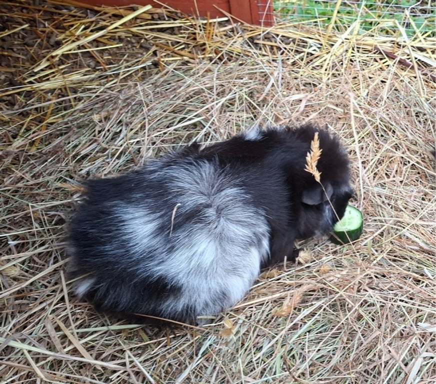 Vente Loire-Atlantique Barbechat - 44450 - Photos Vivastreet Kad, cochon d'Inde à adopter