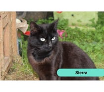 Photos Vivastreet Sierra, chatte noire à adopter