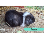 Sweety, cochon d'Inde à adopter