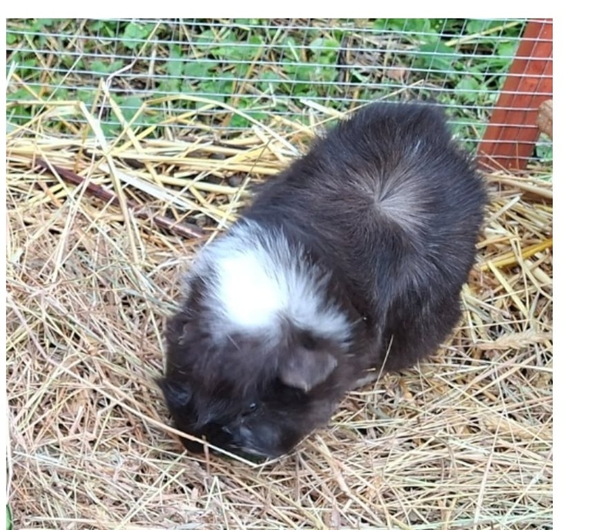 Vente Loire-Atlantique Barbechat - 44450 - Photos Vivastreet Sweety, cochon d'Inde à adopter