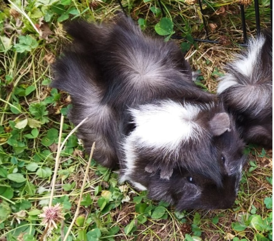 Vente Loire-Atlantique Barbechat - 44450 - Photos Vivastreet Sweety, cochon d'Inde à adopter