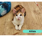 Althéa, chatte tricolore à adopter