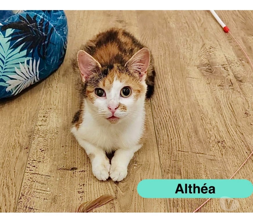 Vente Loire-Atlantique Heric - 44810 - Photos Vivastreet Althéa, chatte tricolore à adopter