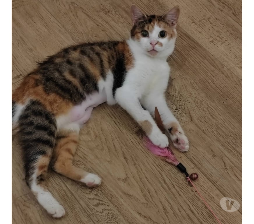 Vente Loire-Atlantique Heric - 44810 - Photos Vivastreet Althéa, chatte tricolore à adopter