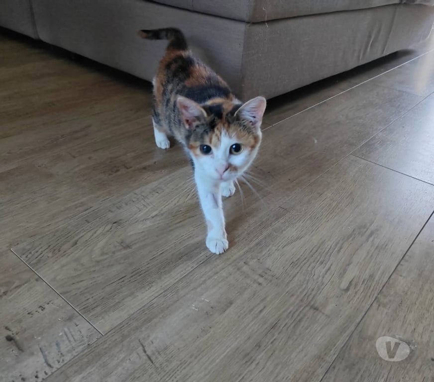 Vente Loire-Atlantique Heric - 44810 - Photos Vivastreet Althéa, chatte tricolore à adopter