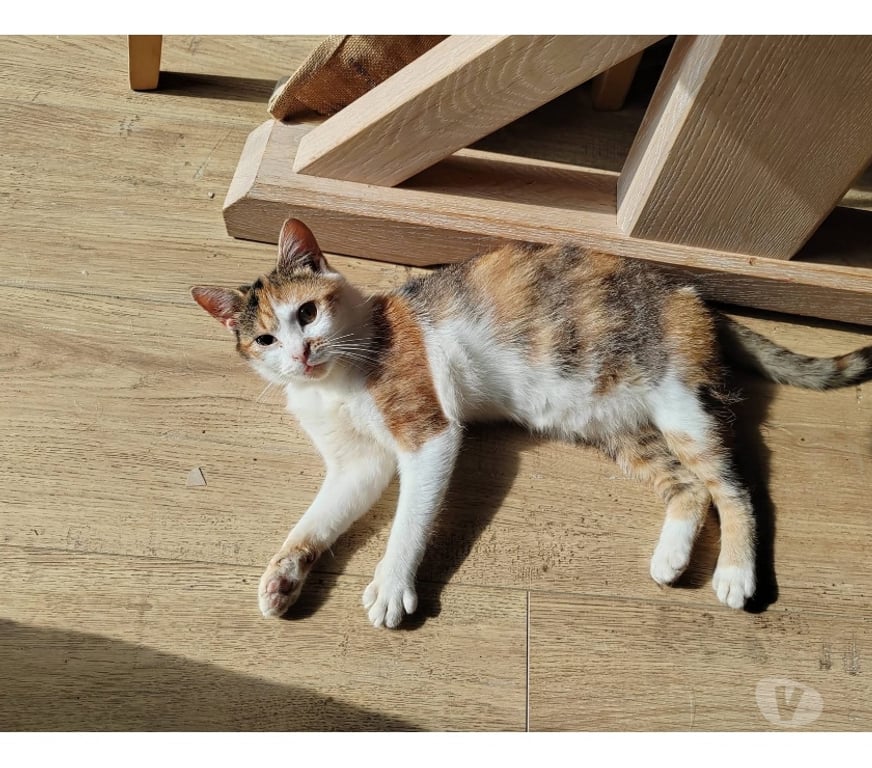 Vente Loire-Atlantique Heric - 44810 - Photos Vivastreet Althéa, chatte tricolore à adopter