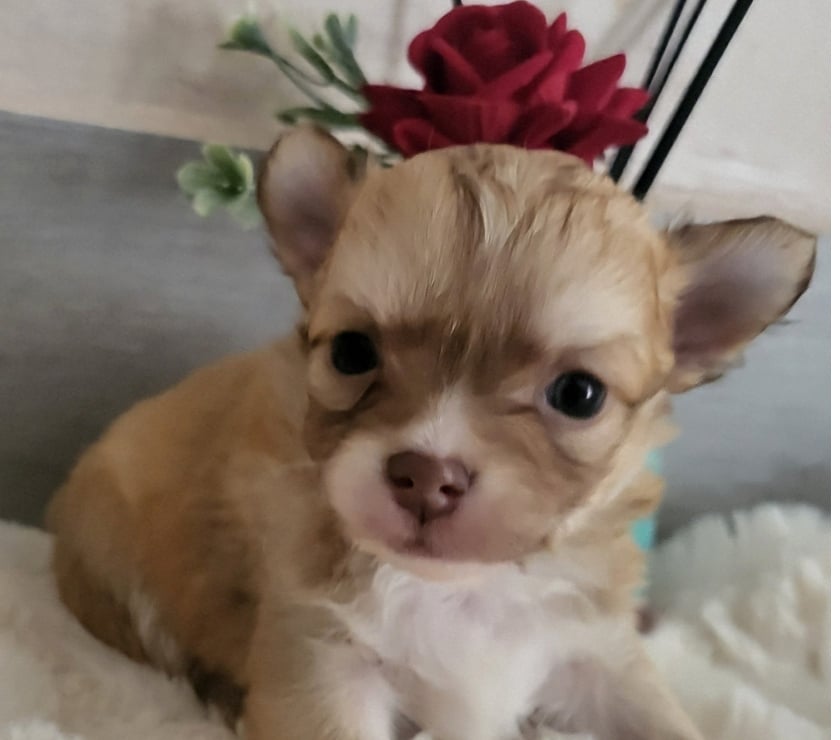 Vente Bouches-du-Rhône Cuges les Pins - 13780 - Photos Vivastreet Chihuahuas merles a poils longs