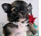 Chihuahuas merles a poils longs