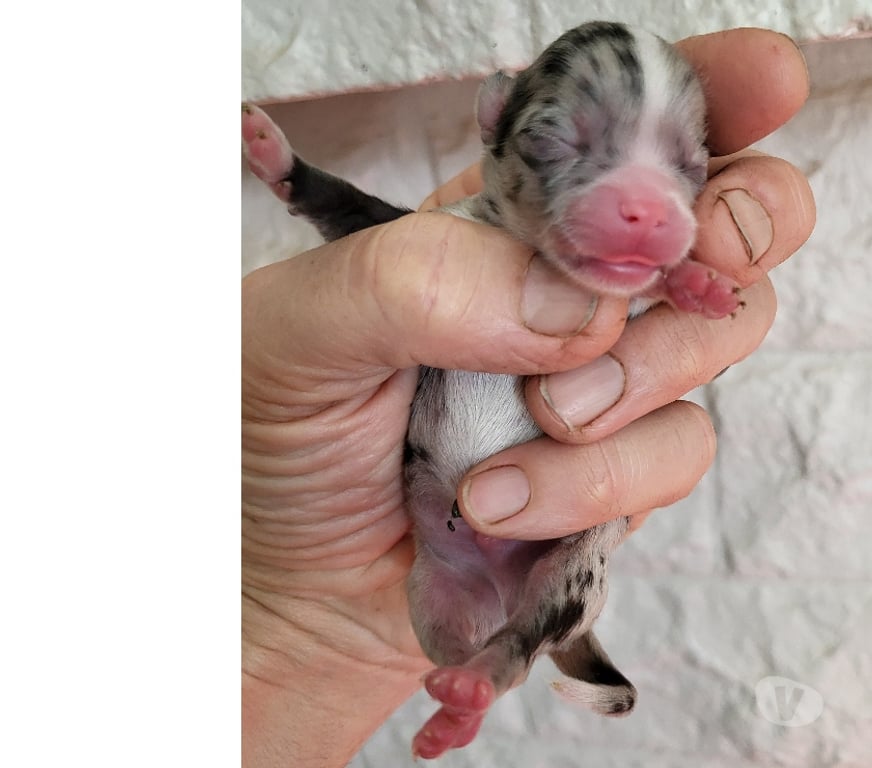 Vente Bouches-du-Rhône Cuges les Pins - 13780 - Photos Vivastreet Chihuahuas merles a poils longs