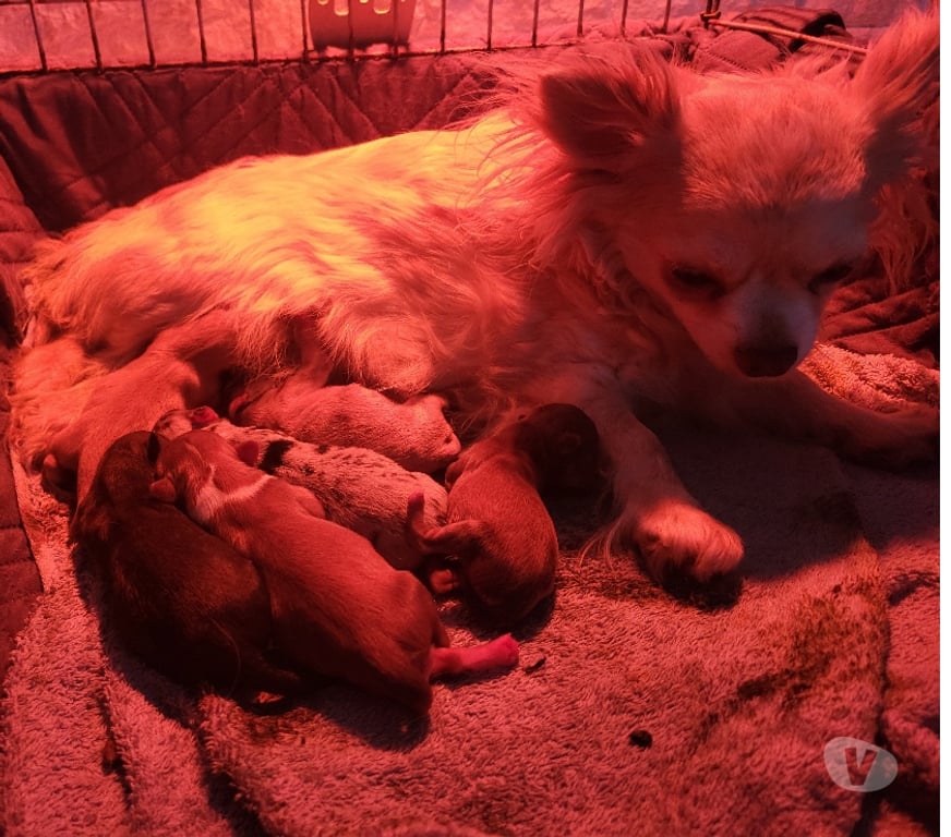 Vente Bouches-du-Rhône Cuges les Pins - 13780 - Photos Vivastreet Chihuahuas merles a poils longs