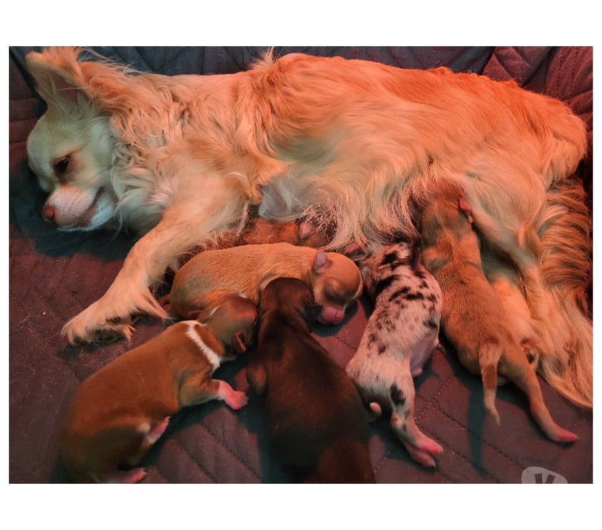 Vente Bouches-du-Rhône Cuges les Pins - 13780 - Photos Vivastreet Chihuahuas merles a poils longs