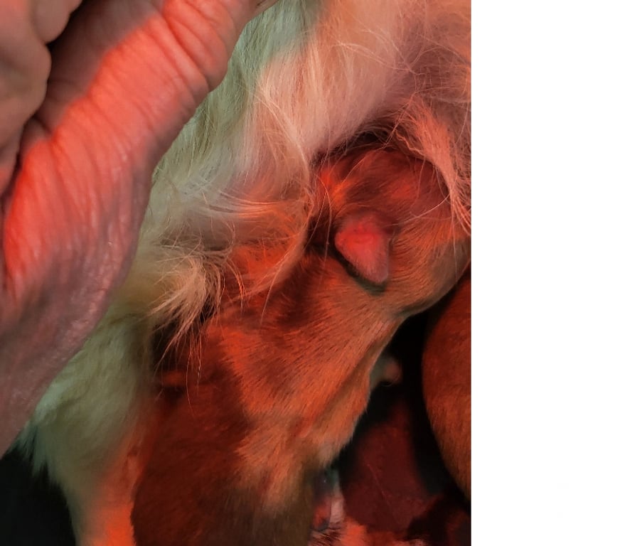 Vente Bouches-du-Rhône Cuges les Pins - 13780 - Photos Vivastreet Chihuahuas merles a poils longs