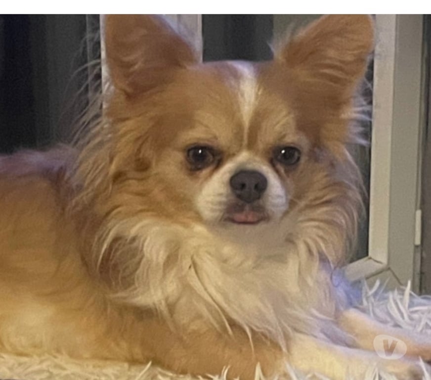 Vente Bouches-du-Rhône Cuges les Pins - 13780 - Photos Vivastreet Chihuahuas merles a poils longs