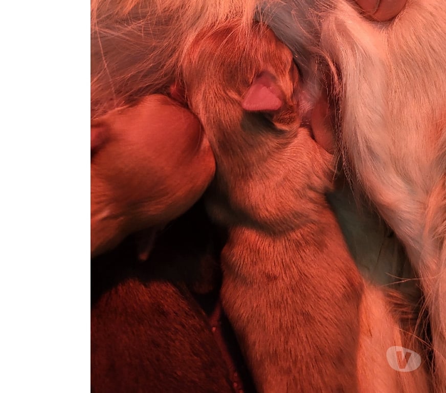 Vente Bouches-du-Rhône Cuges les Pins - 13780 - Photos Vivastreet Chihuahuas merles a poils longs