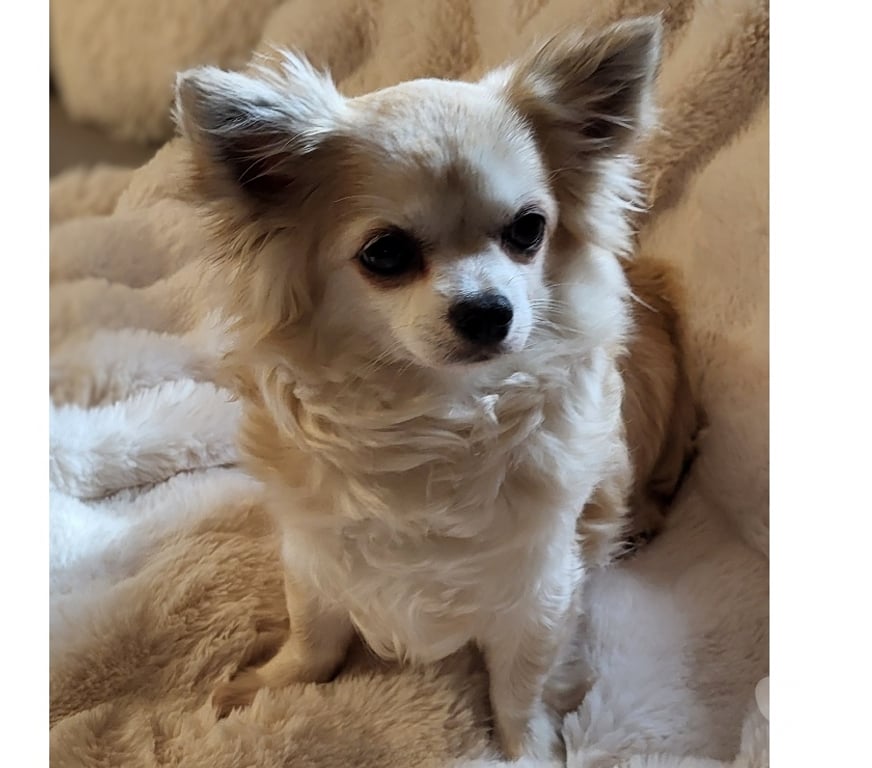 Vente Bouches-du-Rhône Cuges les Pins - 13780 - Photos Vivastreet Chihuahuas merles a poils longs