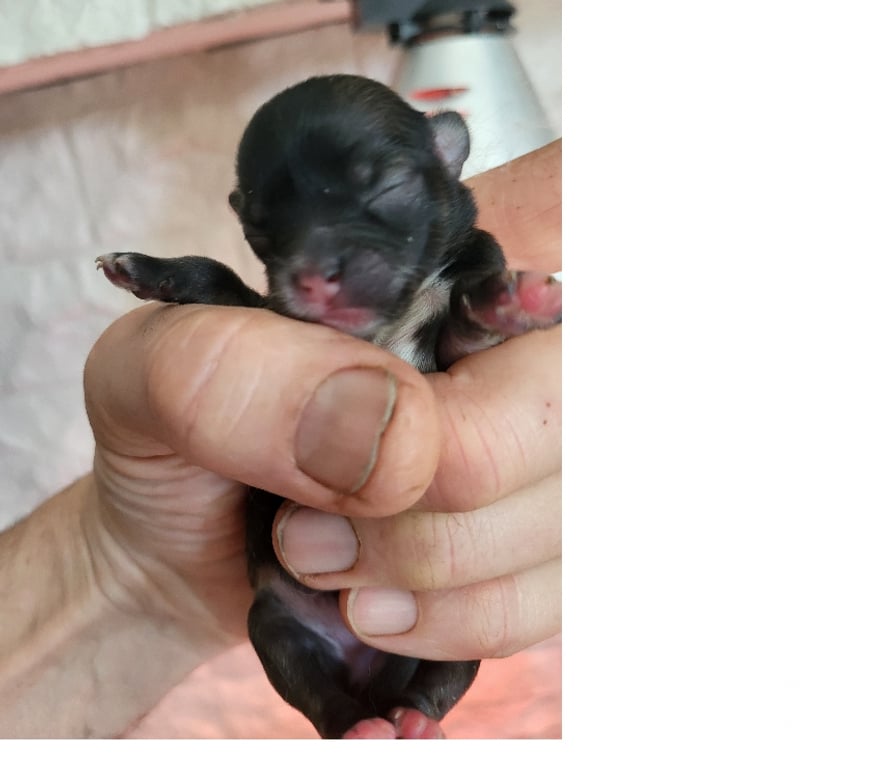 Vente Bouches-du-Rhône Cuges les Pins - 13780 - Photos Vivastreet Chihuahuas merles a poils longs