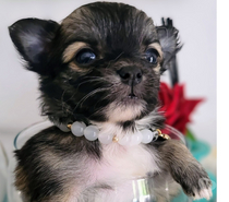 Photos Vivastreet Chihuahuas merles a poils longs