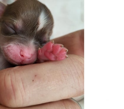 Vente animaux Cuges les Pins Bouches-du-Rhône - Photos Vivastreet Chihuahuas merles a poils longs