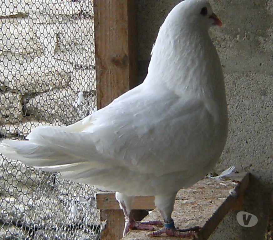 Vente Seine-et-Marne Bagneaux sur Loing - 77167 - Photos Vivastreet Pigeons de chair