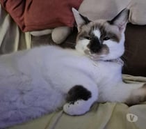 Photos Vivastreet 🐾 Nous recherchons FA pour Praline 🐾