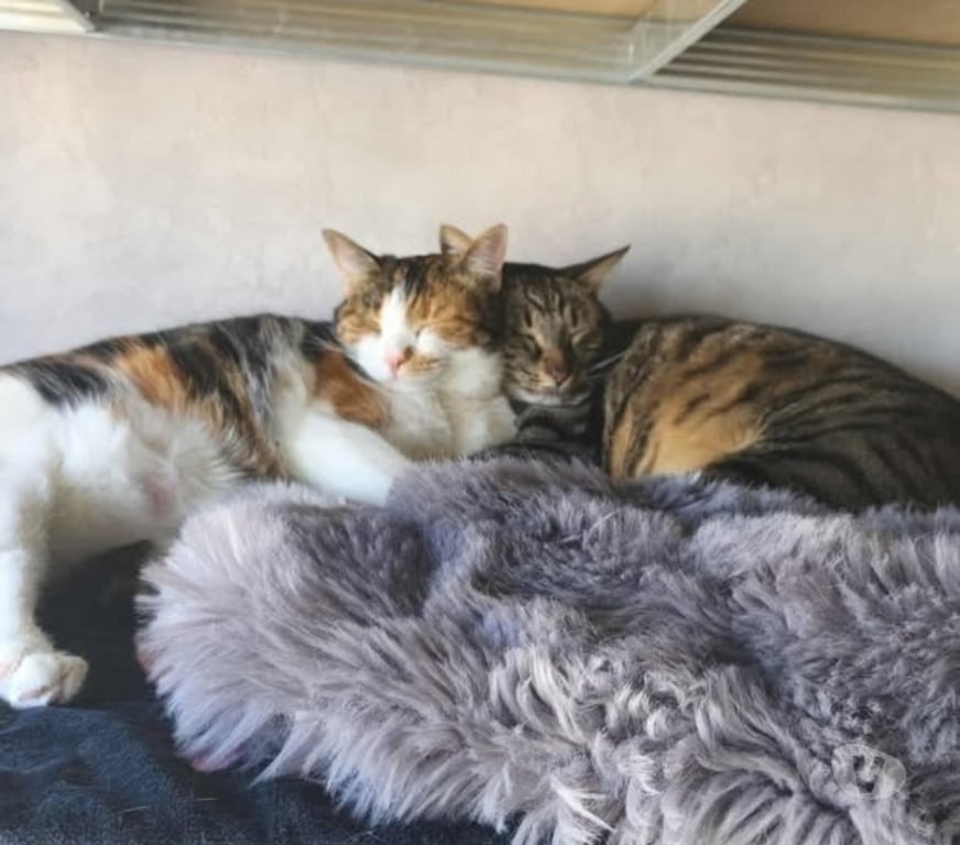 Don animaux Rhône St Priest - 69800 - Photos Vivastreet Chonchon et Umpala