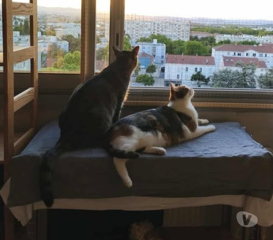 Don animaux Rhône St Priest - 69800 - Photos Vivastreet Chonchon et Umpala