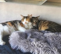 Photos Vivastreet Chonchon et Umpala