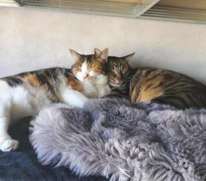 Adoption animaux St Priest Rhône - Photos Vivastreet Chonchon et Umpala