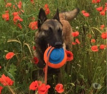 Photos Vivastreet 🐾 Nous recherchons FA pour Ricco