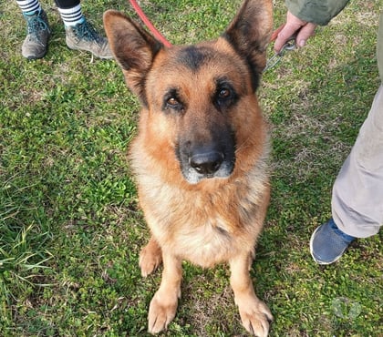 Don animaux Romans sur Isere Drôme - Photos Vivastreet 🐾💙 RECHERCHE FAMILLE D’ACCUEIL – NASH