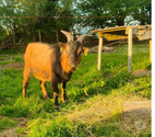 Bizkit, bouc nain à adopter