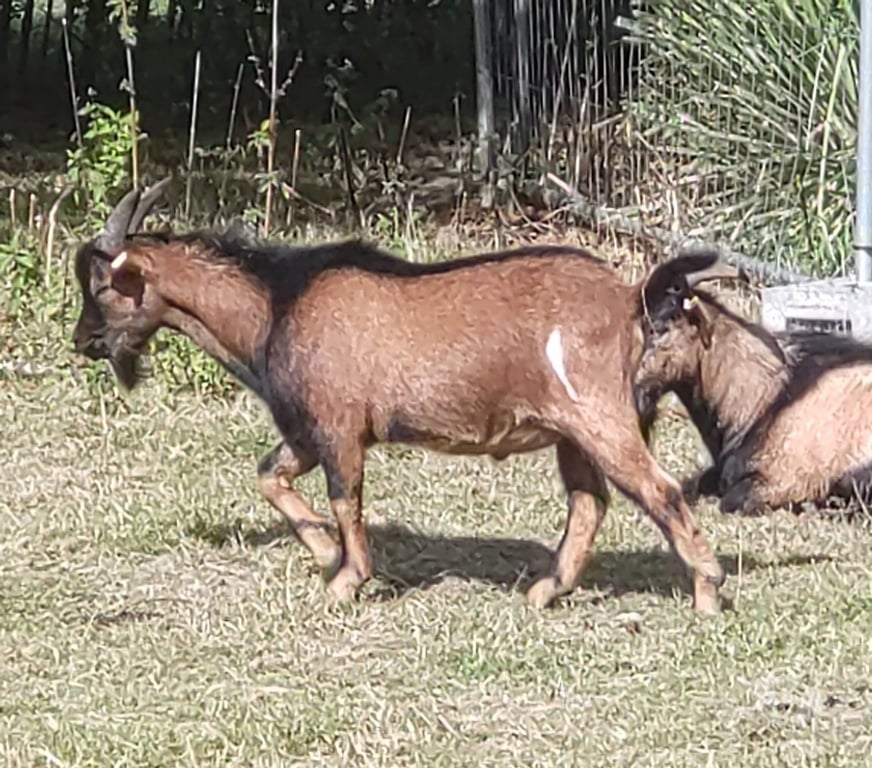 Vente Vendée La Roche sur Yon - 85000 - Photos Vivastreet Bizkit, bouc nain à adopter