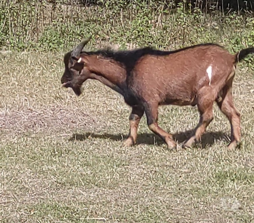 Vente Vendée La Roche sur Yon - 85000 - Photos Vivastreet Bizkit, bouc nain à adopter