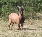 Limp, bouc nain à adopter