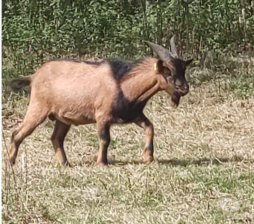Vente Vendée La Roche sur Yon - 85000 - Photos Vivastreet Limp, bouc nain à adopter