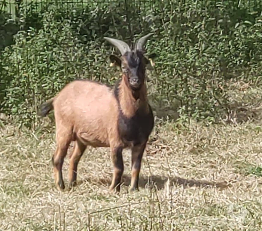 Vente Vendée La Roche sur Yon - 85000 - Photos Vivastreet Limp, bouc nain à adopter