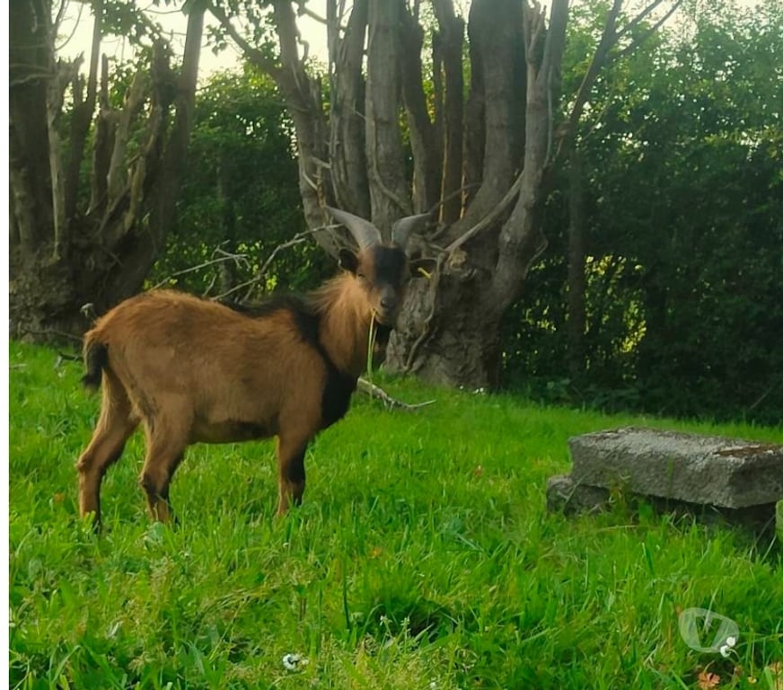 Vente Vendée La Roche sur Yon - 85000 - Photos Vivastreet Limp, bouc nain à adopter