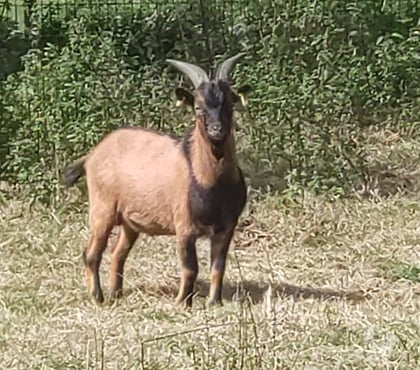 Vente animaux La Roche sur Yon Vendée - Photos Vivastreet Limp, bouc nain à adopter