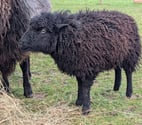 Maout, brebis d'ouessant à adopter