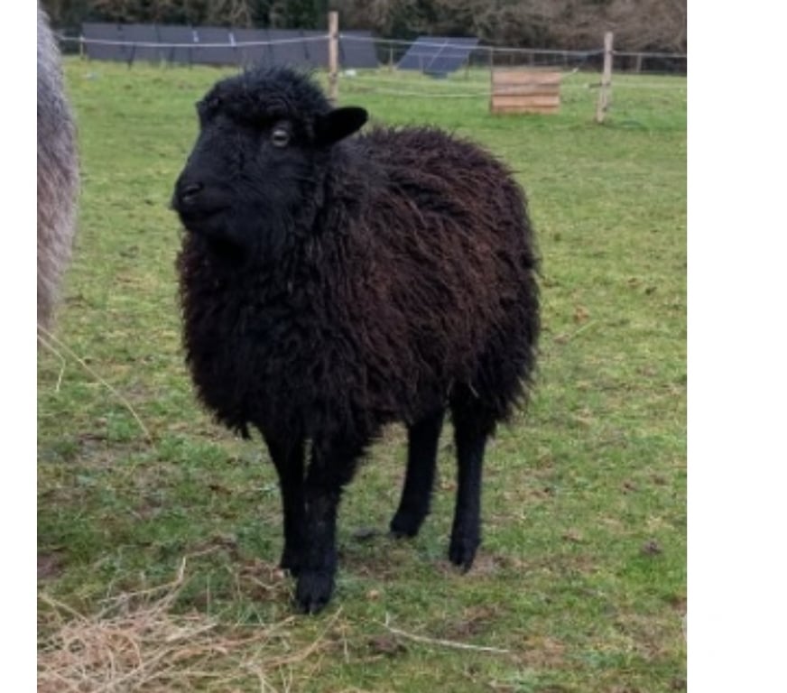 Vente Loire-Atlantique Vigneux de Bretagne - Photos Vivastreet Maout, brebis d'ouessant à adopter