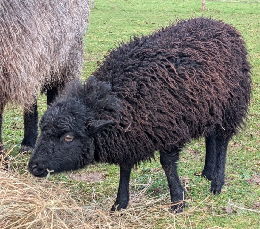 Vente Loire-Atlantique Vigneux de Bretagne - Photos Vivastreet Maout, brebis d'ouessant à adopter