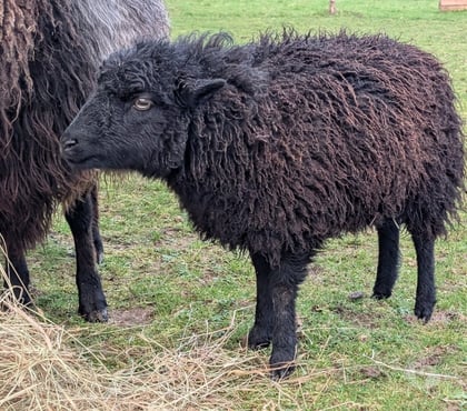 Vente animaux Vigneux de Bretagne Vigneux de Bretagne - Photos Vivastreet Maout, brebis d'ouessant à adopter