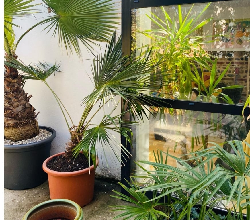 Appartements à vendre Haute-Garonne Toulouse - Photos Vivastreet T2 avec jardin 100M2 + terrasse 30M2 - compans caffarelli